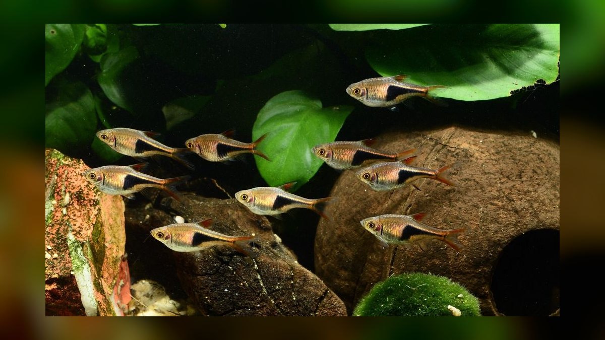 Top 10 fish tank gravel colors 2027 — figure 8