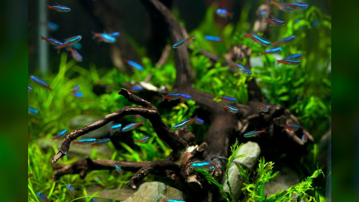 Top 10 driftwood for aquariums 2027
