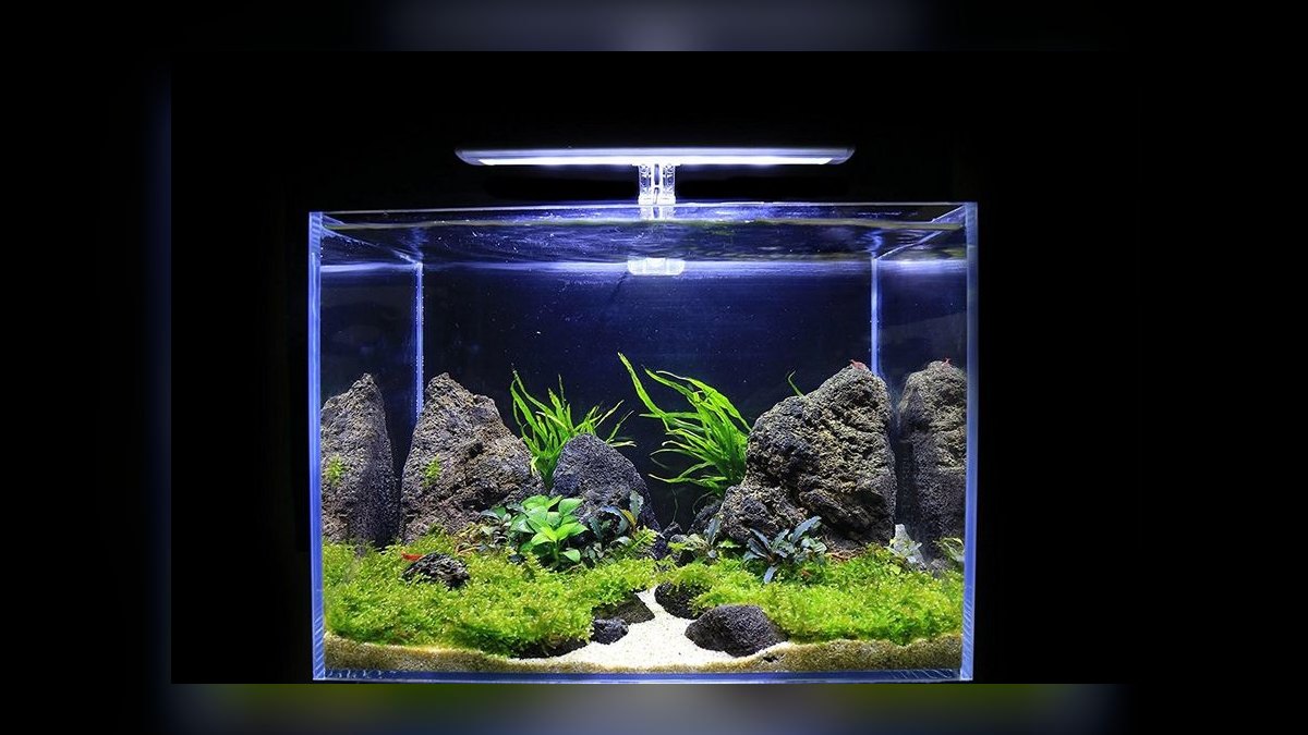 Top 10 best betta tank setups 2027 — figure 8