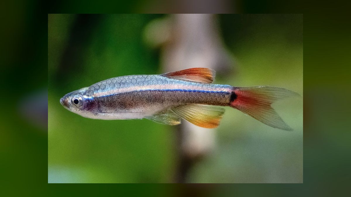 Top 10 neon tetra tank mates 2027 — figure 10