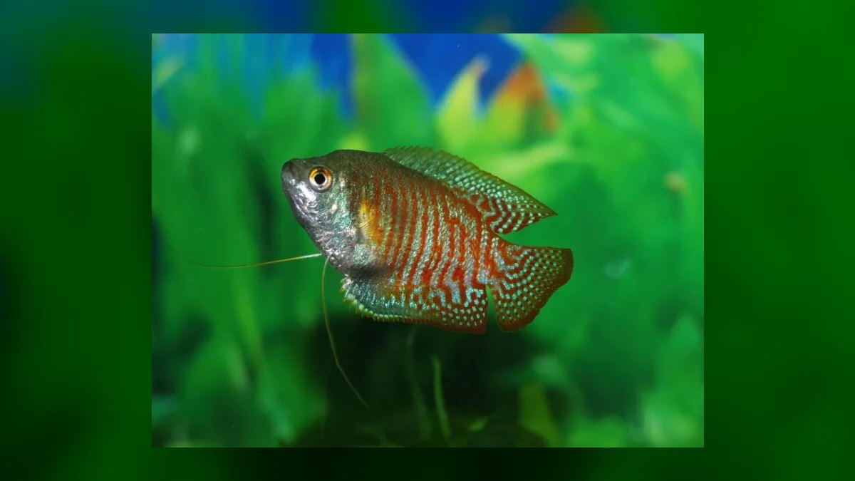 Top 10 neon tetra tank mates 2027 — figure 8