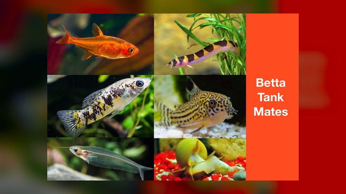 Top 10 neon tetra tank mates 2027