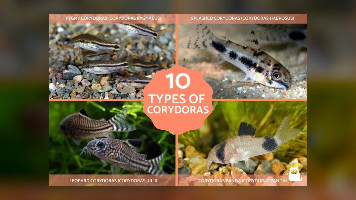 Top 10 corydoras species 2027 — figure 1
