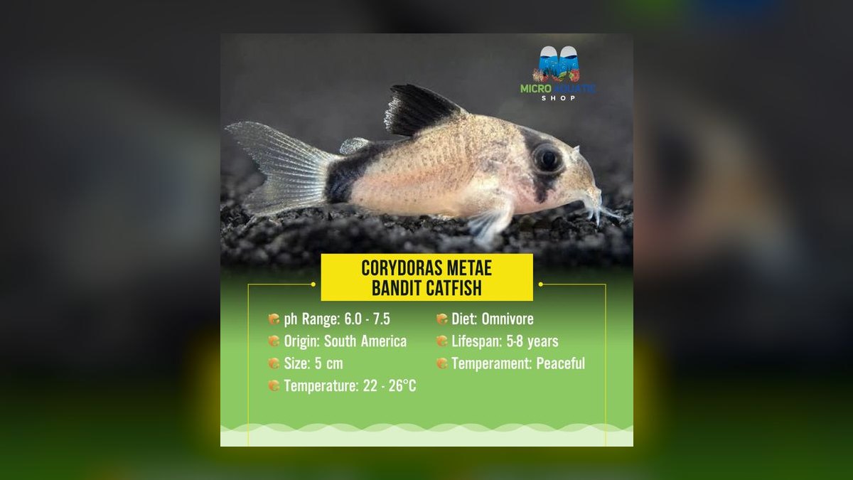 Top 10 corydoras species 2027 — figure 10