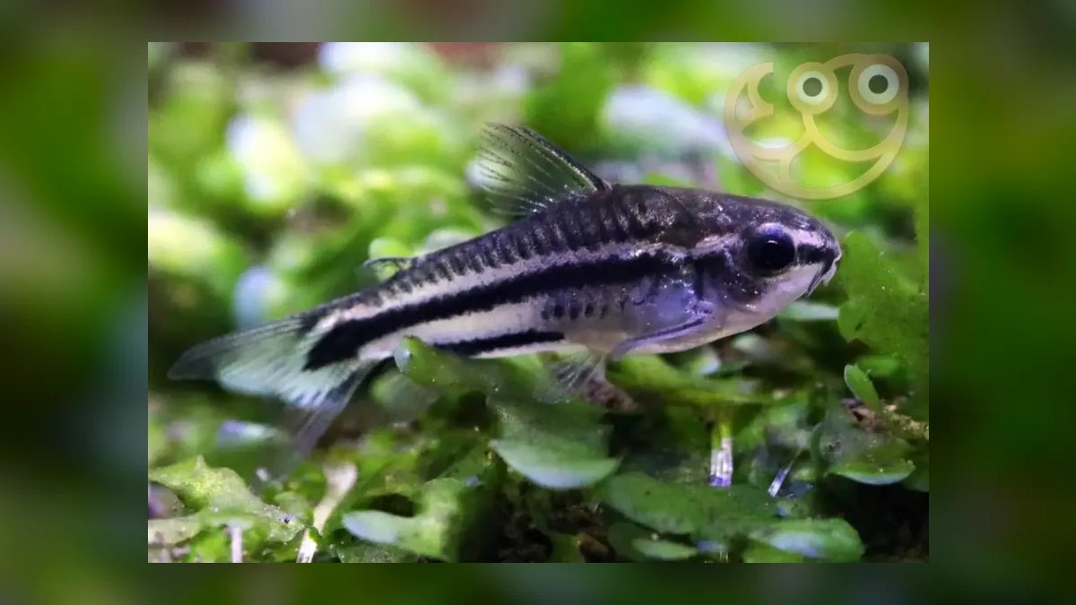 Top 10 corydoras species 2027 — figure 3