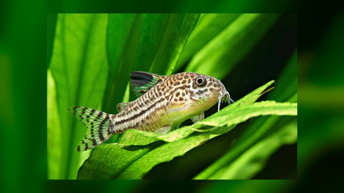 Top 10 corydoras species 2027 — figure 4