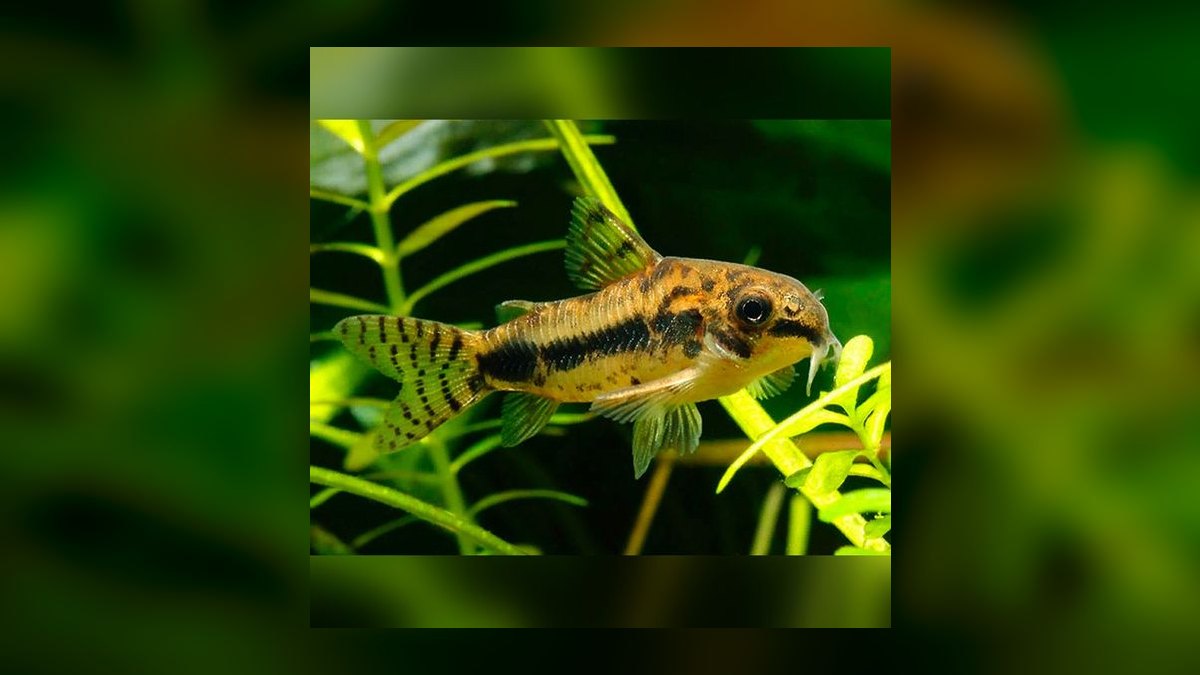 Top 10 corydoras species 2027 — figure 5