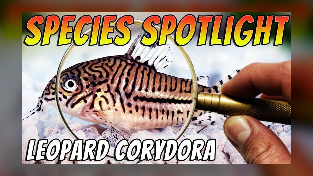 Top 10 corydoras species 2027 — figure 6