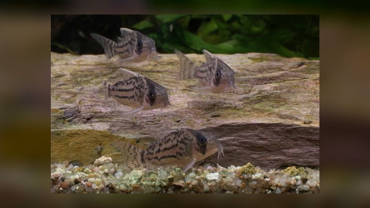 Top 10 corydoras species 2027 — figure 7