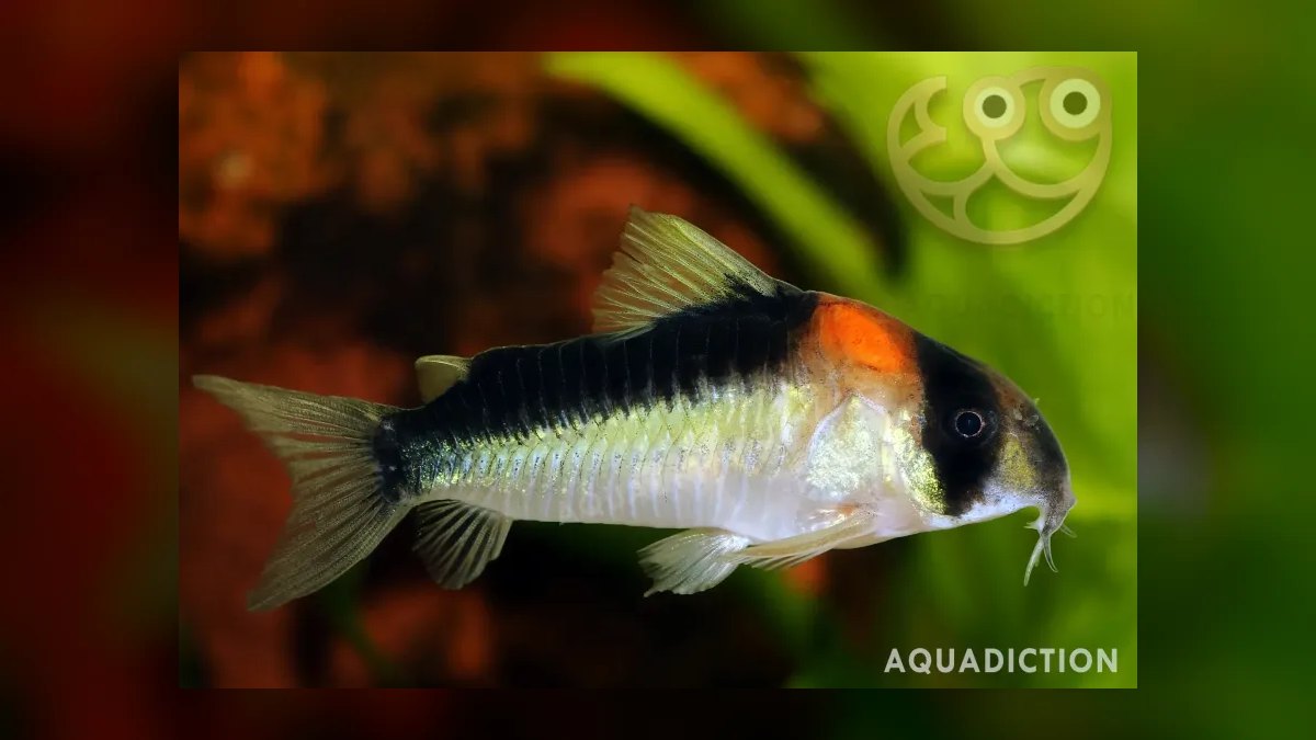 Top 10 corydoras species 2027 — figure 8