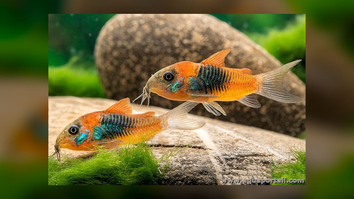 Top 10 corydoras species 2027 — figure 9