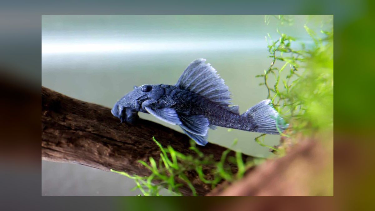 Top 10 pleco varieties 2027 — figure 10
