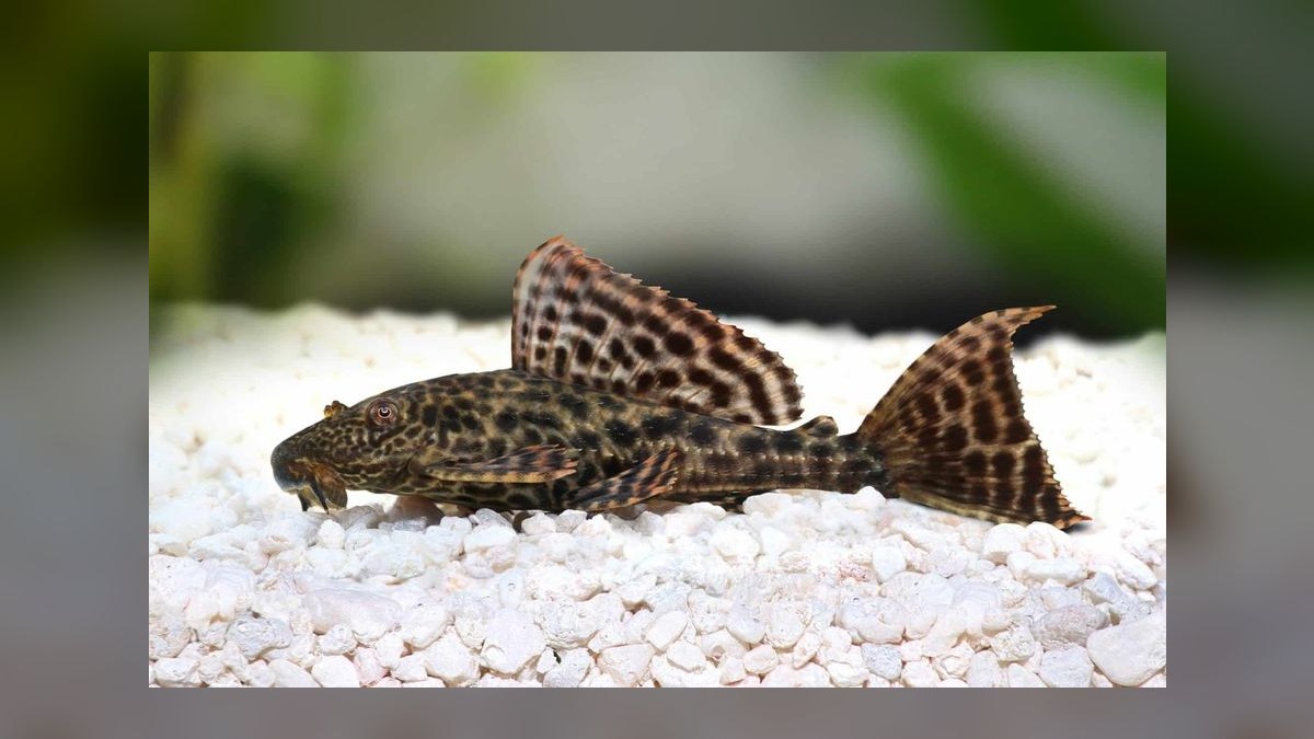 Top 10 pleco varieties 2027 — figure 7