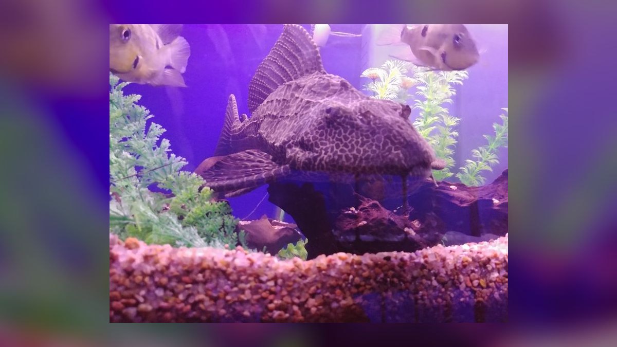 Top 10 pleco varieties 2027 — figure 8