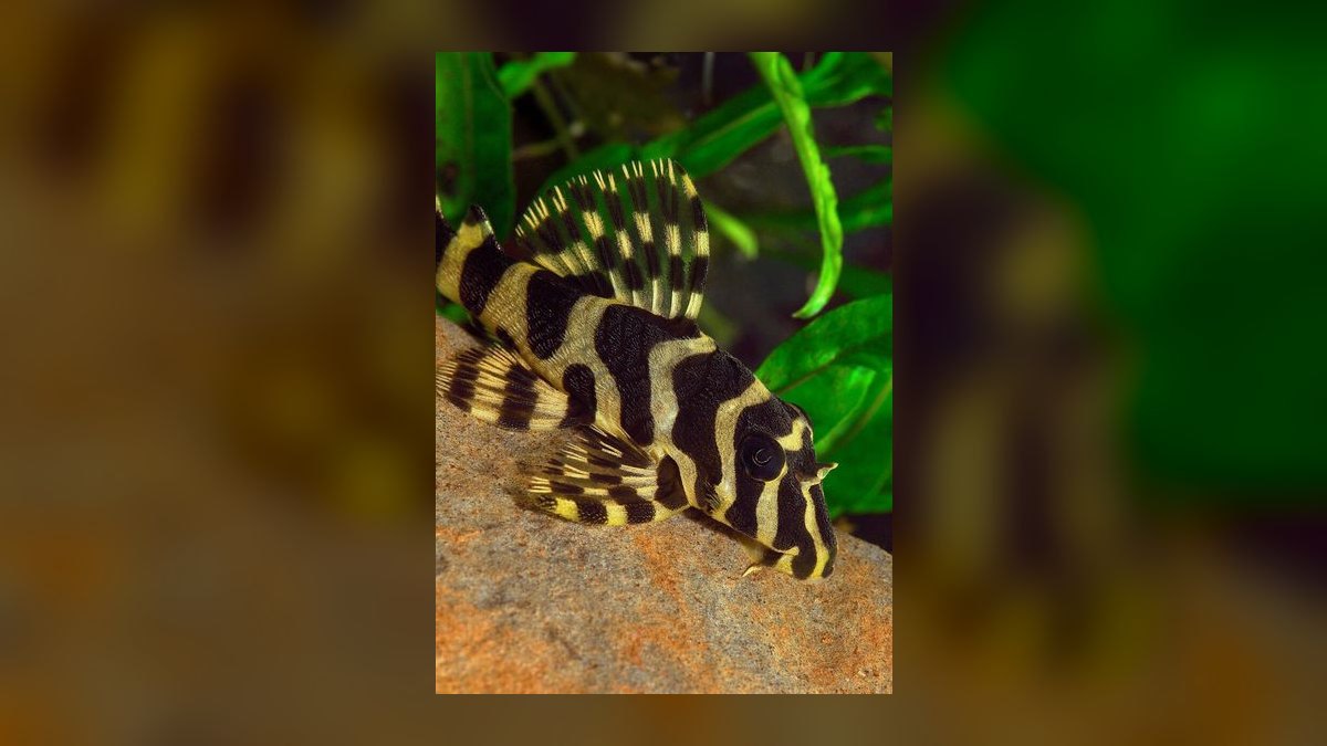 Top 10 pleco varieties 2027 — figure 9