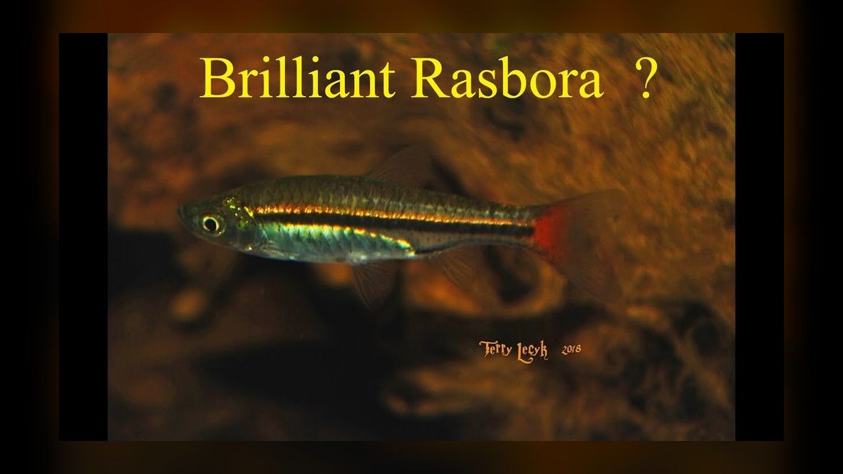 Top 10 rasbora species 2027 — figure 7