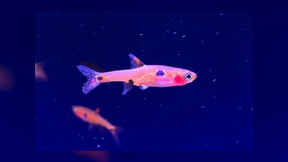 Top 10 rasbora species 2027 — figure 8