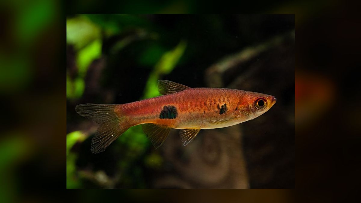Top 10 rasbora species 2027 — figure 9