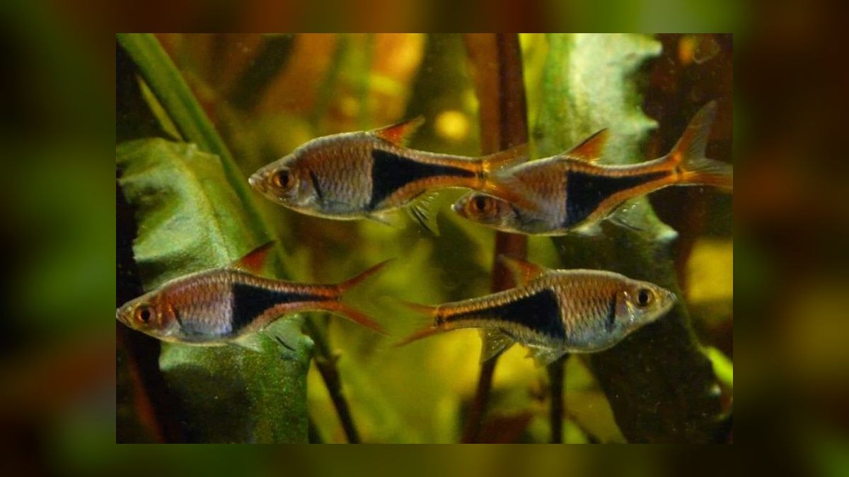 Top 10 rasbora species 2027