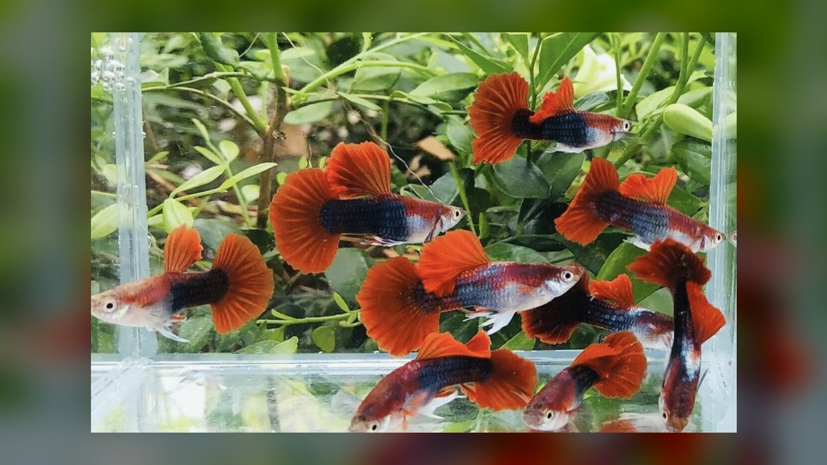 Top 10 guppy color variations 2027 — figure 1