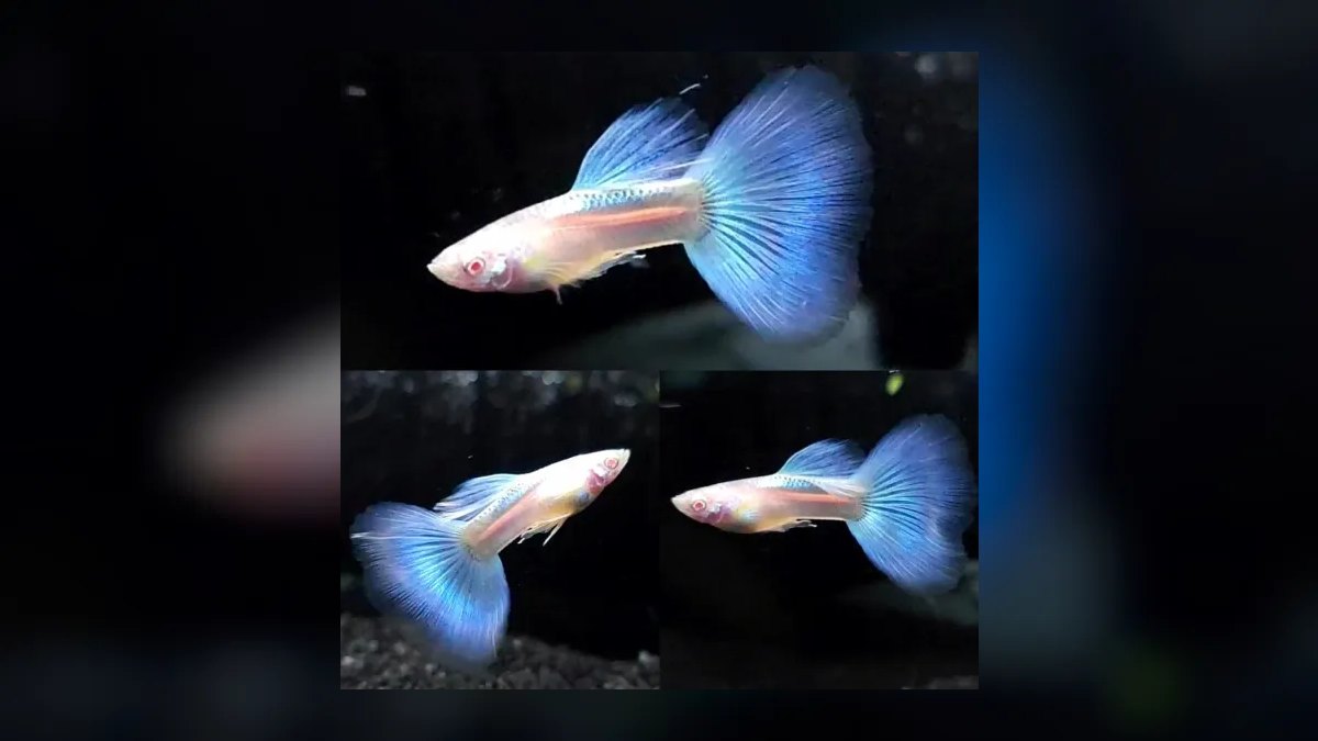 Top 10 guppy color variations 2027 — figure 10