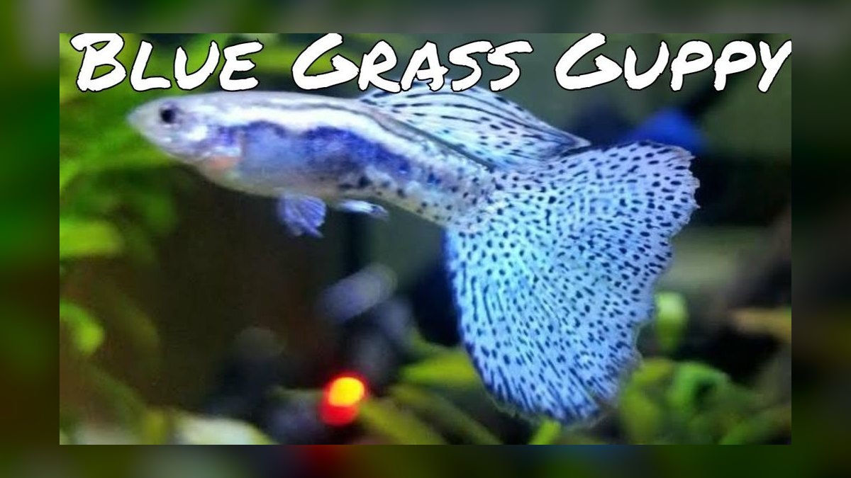 Top 10 guppy color variations 2027 — figure 2