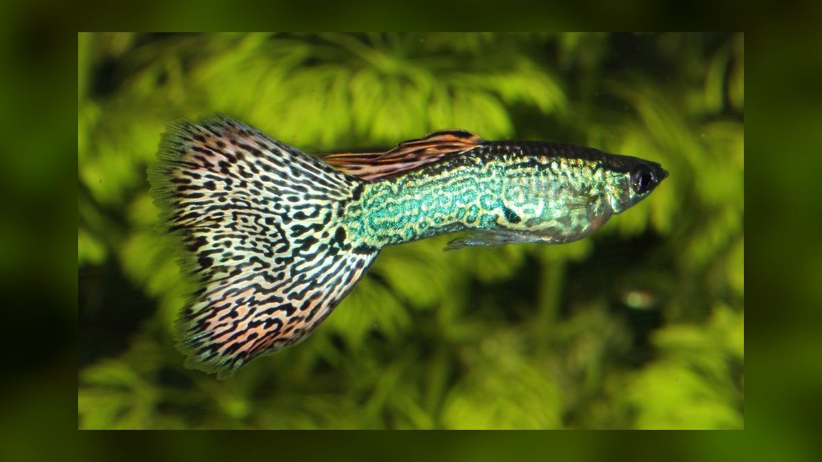 Top 10 guppy color variations 2027 — figure 3