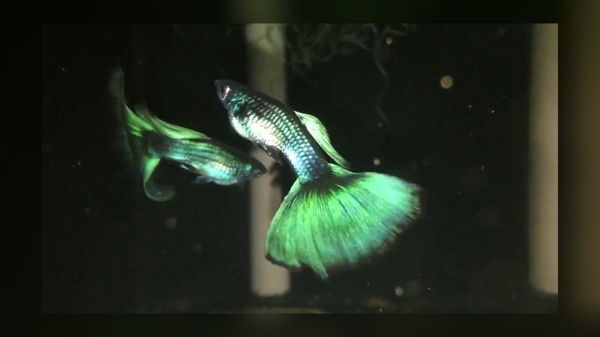 Top 10 guppy color variations 2027 — figure 4