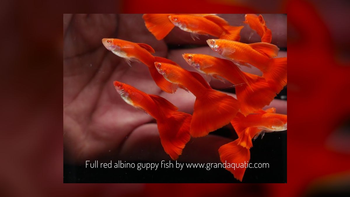 Top 10 guppy color variations 2027 — figure 6