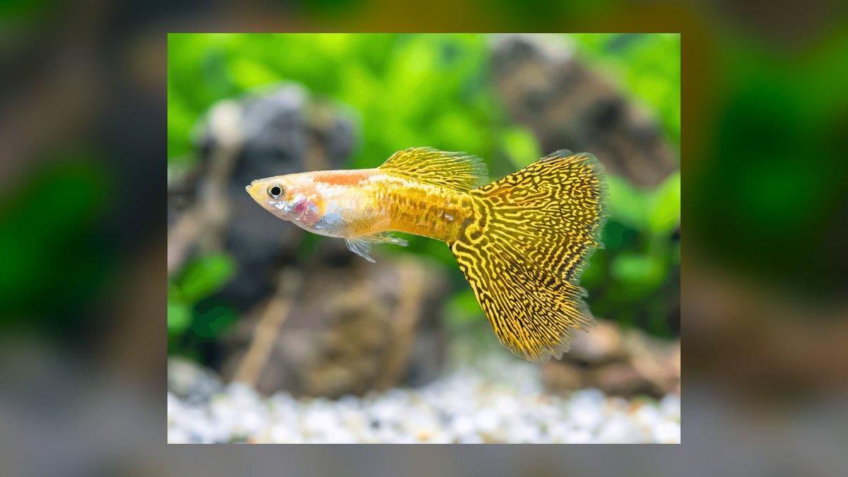 Top 10 guppy color variations 2027 — figure 7