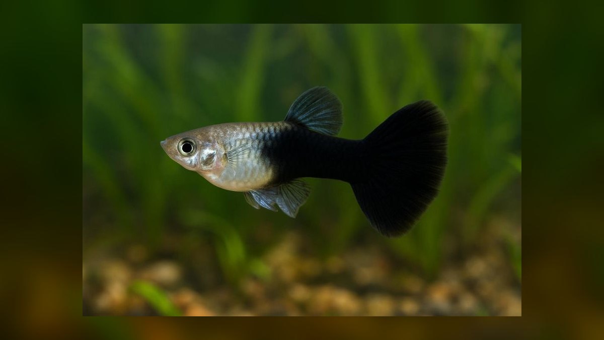 Top 10 guppy color variations 2027 — figure 8