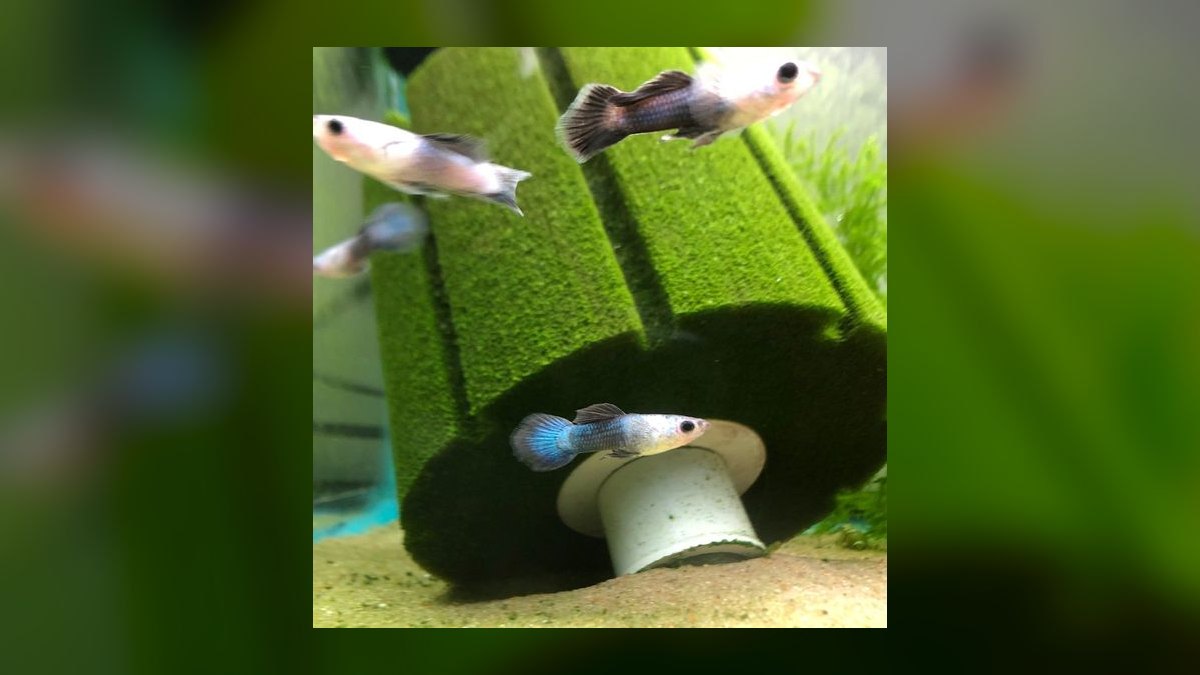 Top 10 guppy color variations 2027 — figure 9