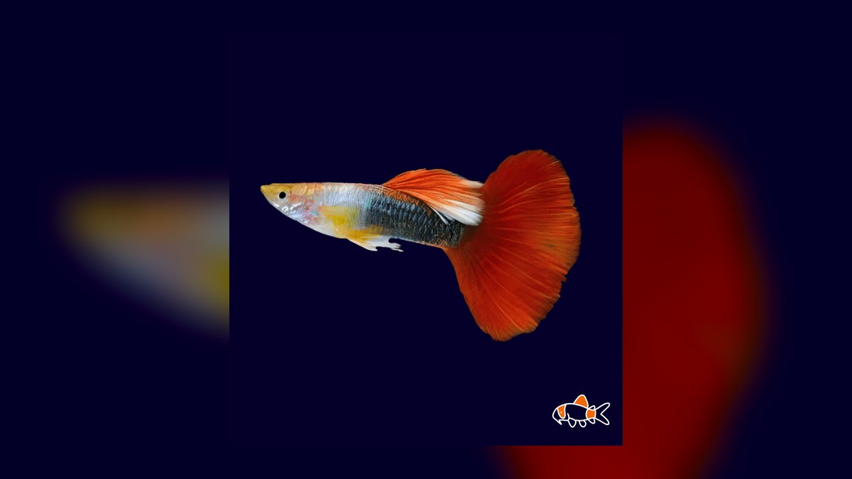 Top 10 guppy color variations 2027