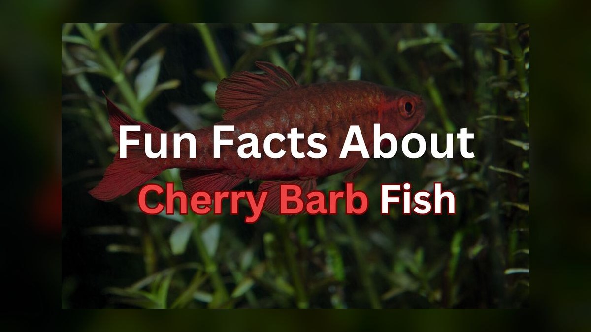 Top 10 molly fish facts 2027 — figure 7