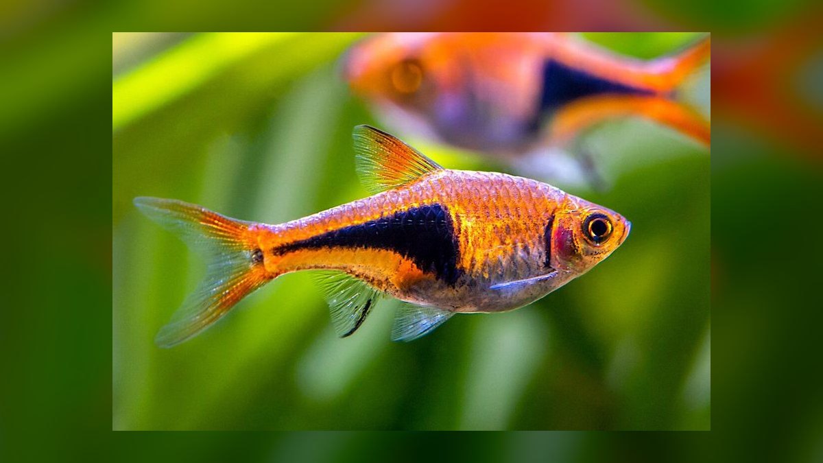 Top 10 molly fish facts 2027 — figure 8