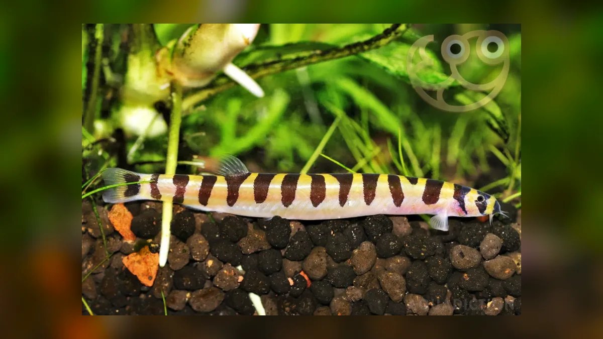 Top 10 molly fish facts 2027 — figure 9