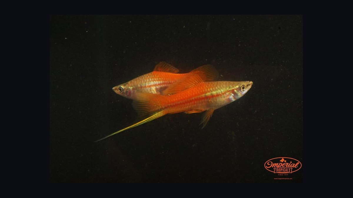 Top 10 swordtail care tips 2027 — figure 10