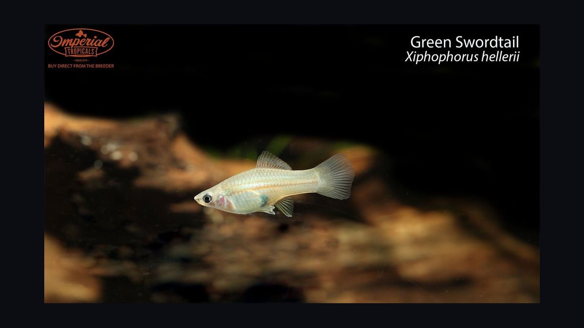 Top 10 swordtail care tips 2027 — figure 7