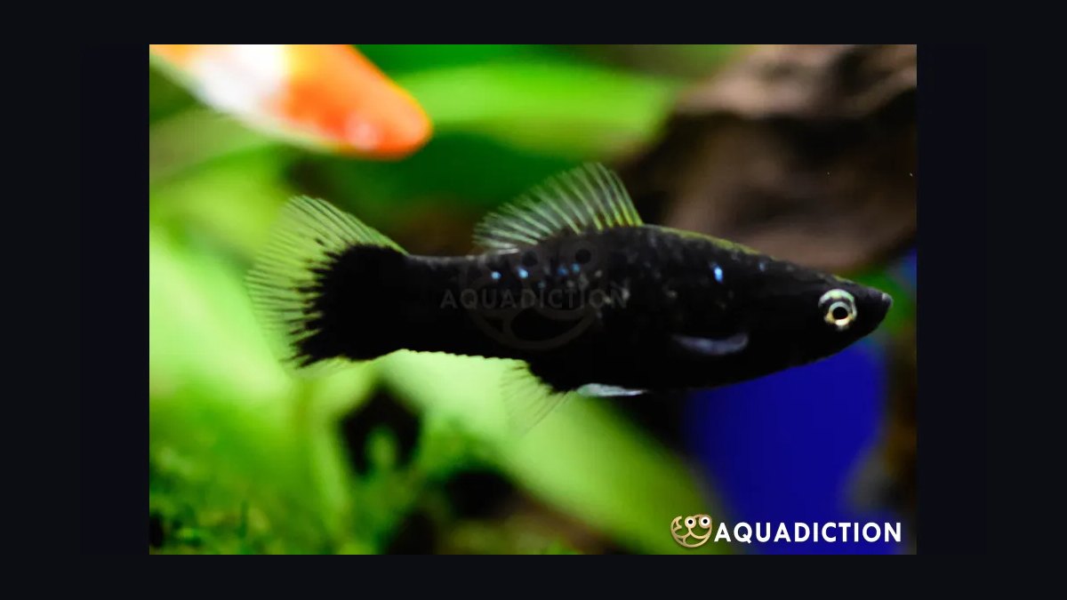 Top 10 swordtail care tips 2027 — figure 8