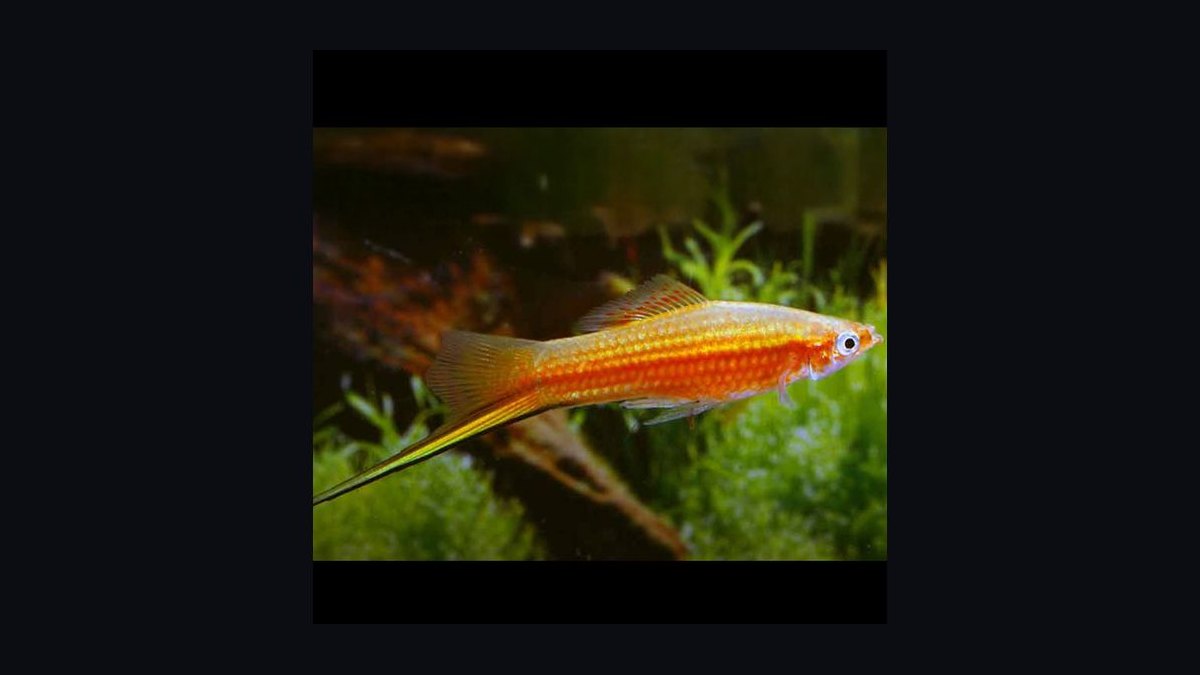 Top 10 swordtail care tips 2027 — figure 9
