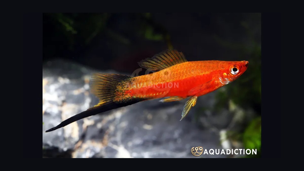 Top 10 swordtail care tips 2027