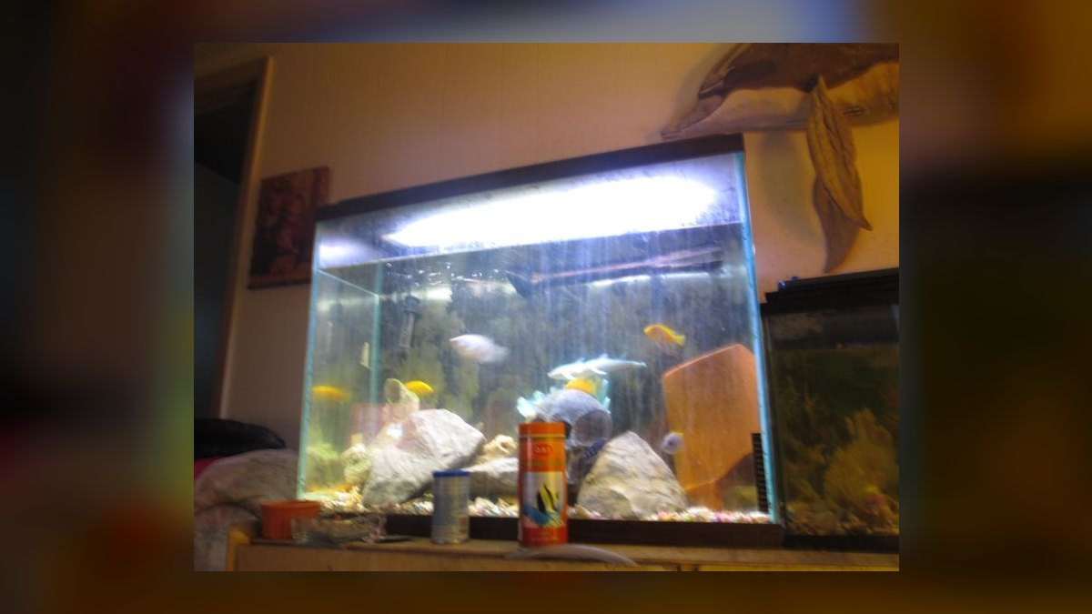 Top 10 angelfish tank size guide 2027