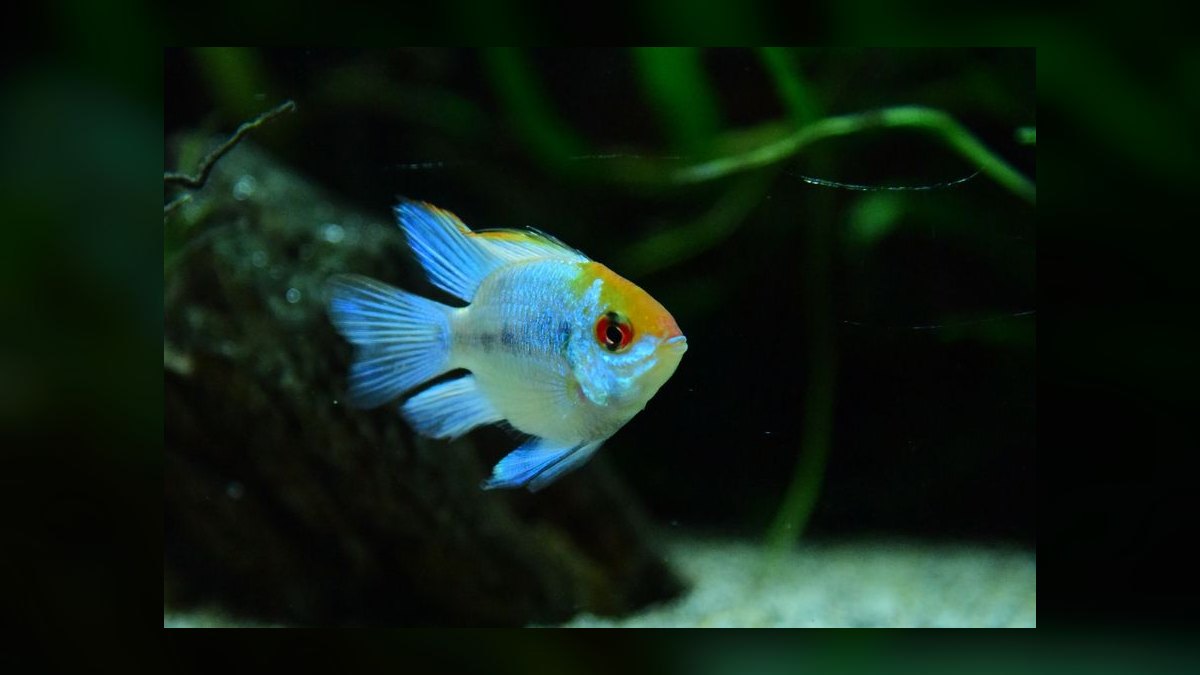 Top 10 dwarf cichlid species 2027 — figure 10