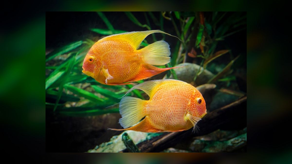 Top 10 dwarf cichlid species 2027 — figure 7