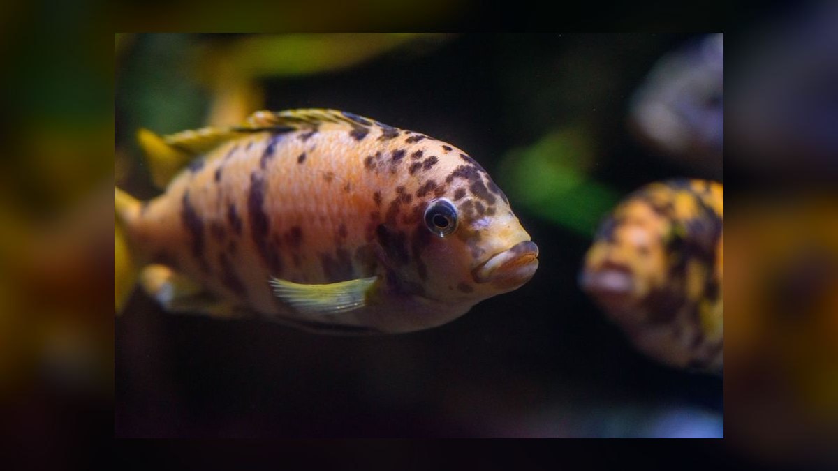 Top 10 dwarf cichlid species 2027 — figure 9