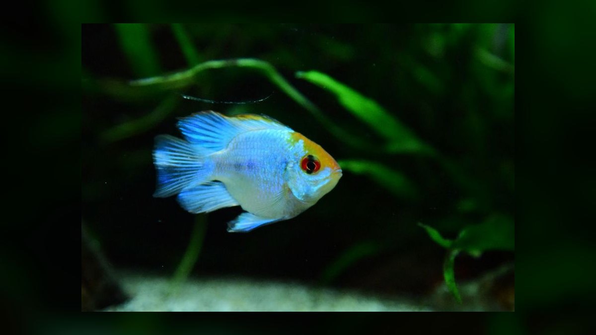 Top 10 dwarf cichlid species 2027