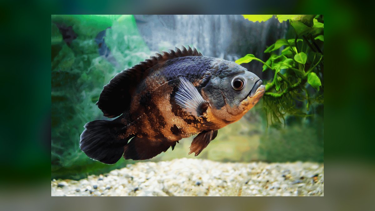 Top 10 Oscar fish requirements 2027 — figure 10