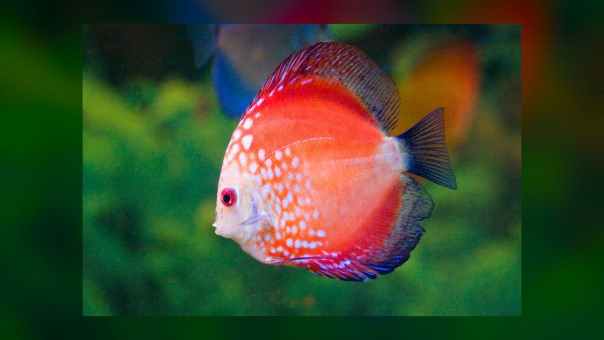 Top 10 discus fish care tips 2027 — figure 1