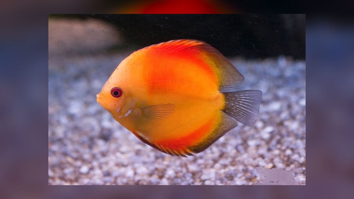 Top 10 discus fish care tips 2027 — figure 9