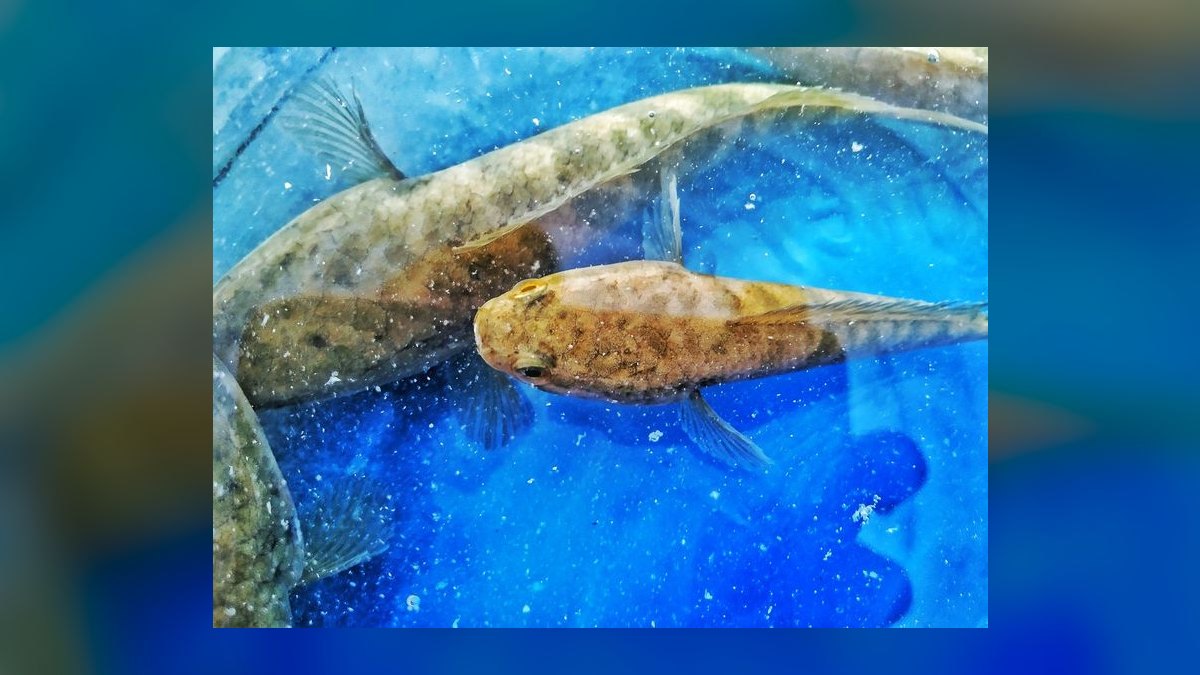 Top 10 killifish for beginners 2027 — figure 8